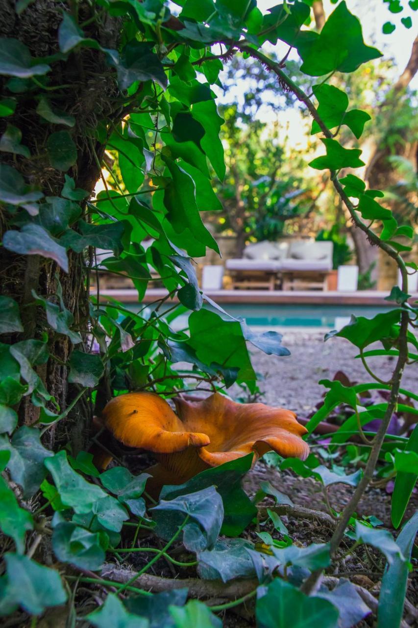 Can Bordoy Grand House Hotel Gl Preferred Hotel 帕爾馬 外观 照片 A mushroom growing on a tree